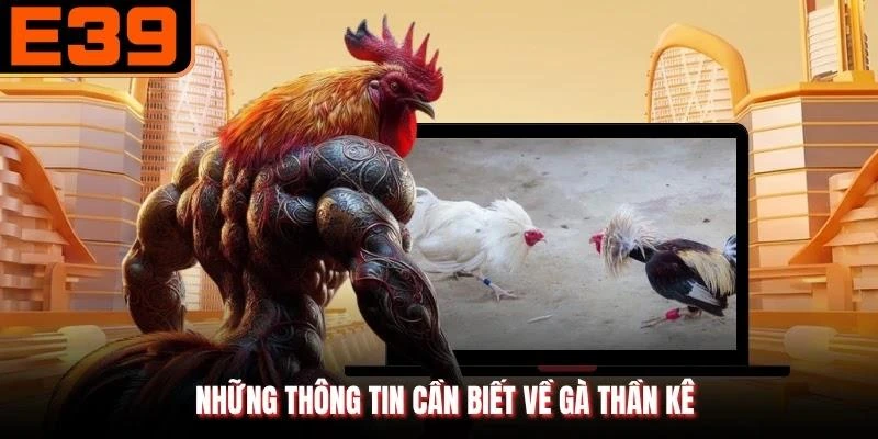 Những thông tin cần biết về gà thần kê